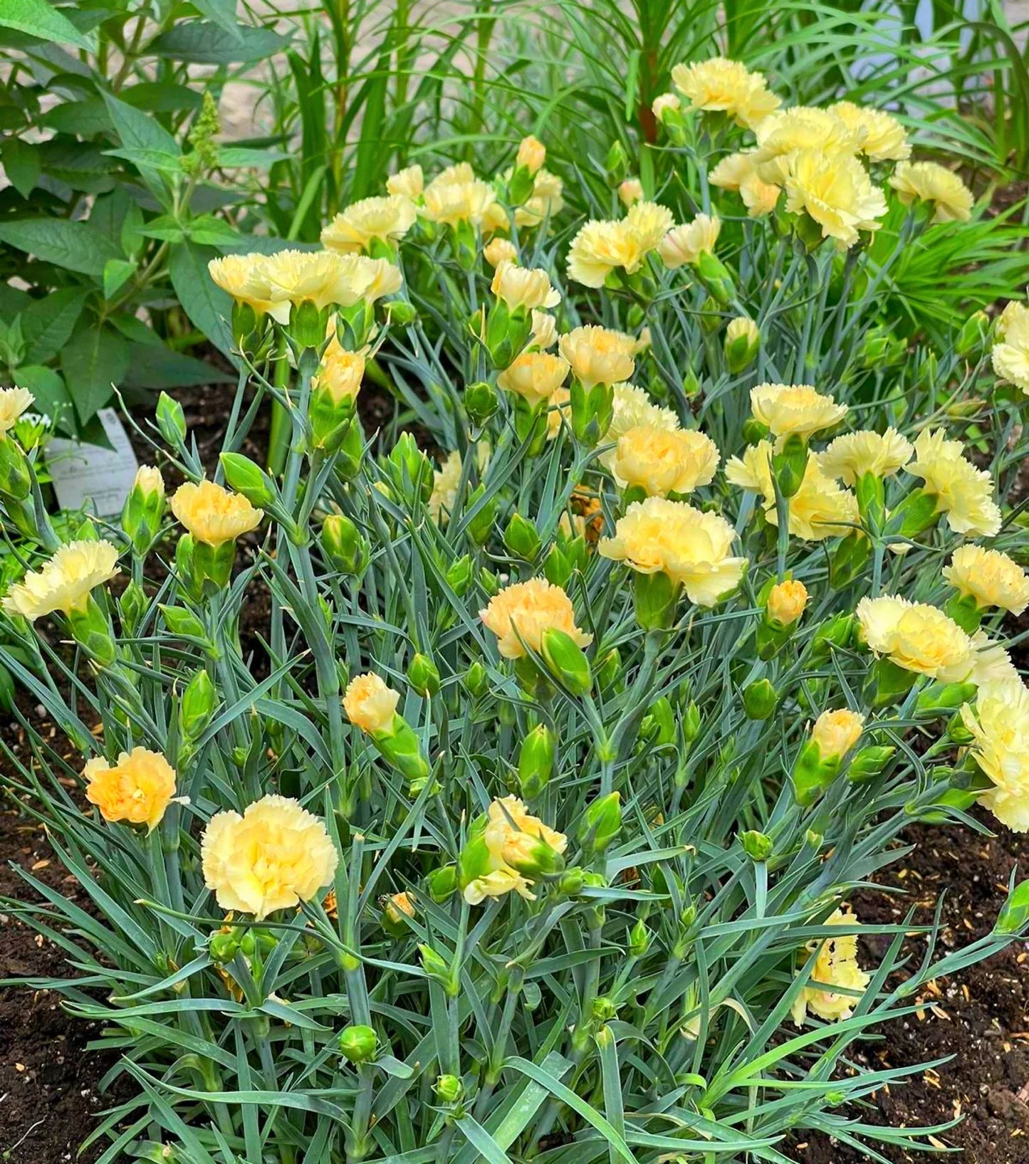 Yellow Caryophyllus Flower seeds for Planting Long Bloom Season, Heirloom & GMO Free Seeds for Home Garden vegetable and garden seeds