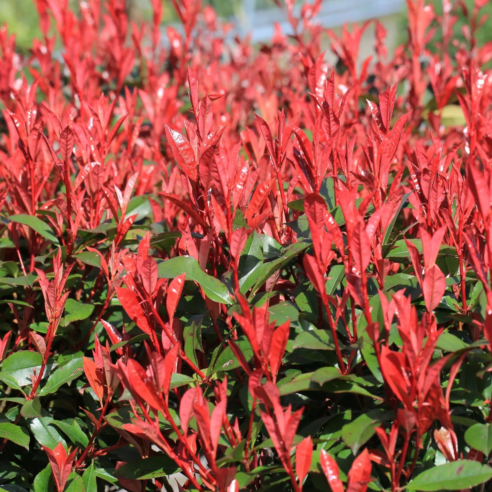 Premium Red Photinia Robin Flower seeds for Planting Drought Tolerant, Heirloom & GMO Free Seeds for Home Garden seeds