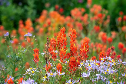 Castilleja Indivisa Flower seeds for Planting, Easy to Grow Heirloom & GMO Free Seeds for Home Garden