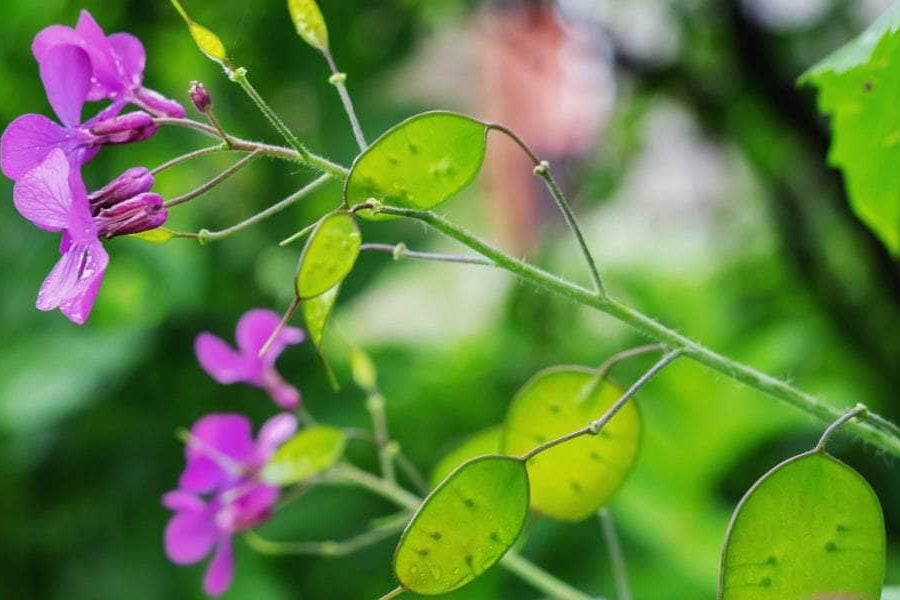 Premium Lunaria Money Flower seeds for Planting Compact Growth, Heirloom & GMO Free Seeds for Home Garden seeds