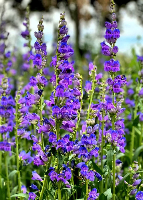 Premium Blue Penstemon Flower seeds for Planting Pollinator Friendly, Heirloom & GMO Free Seeds for Home Garden seeds