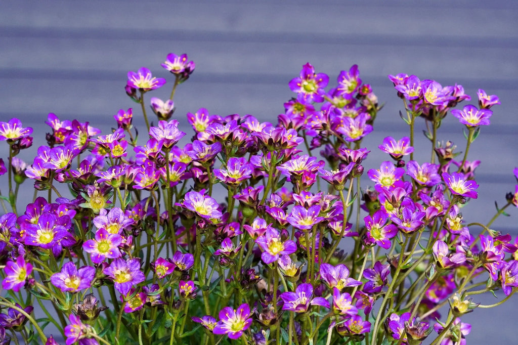 High quality Purple Saxifraga Arendsii Flower seeds for Planting Compact Growth, Heirloom & GMO Free Seeds for Home Garden seeds pack