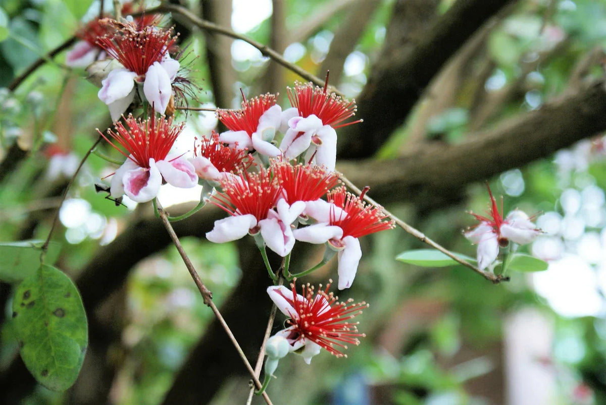 Pineapple Guava (Acca guavasteen, Feijoa sellowiana) Pink & Red Flower Fruit Tree Shrub Seeds