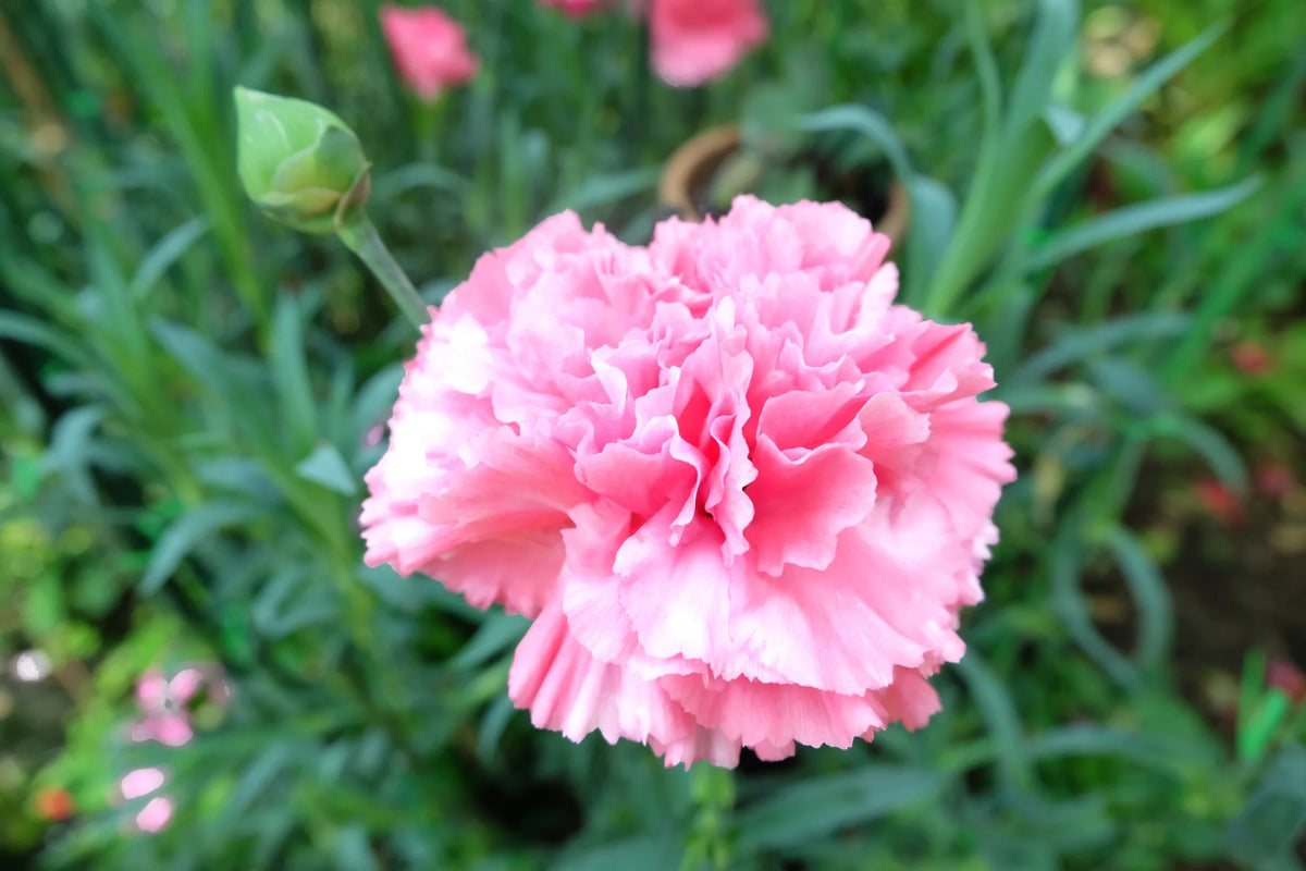 Dianthus Carnation Flower seeds for Planting Garden Favorite Heirloom & GMO Free Seeds for Home Garden