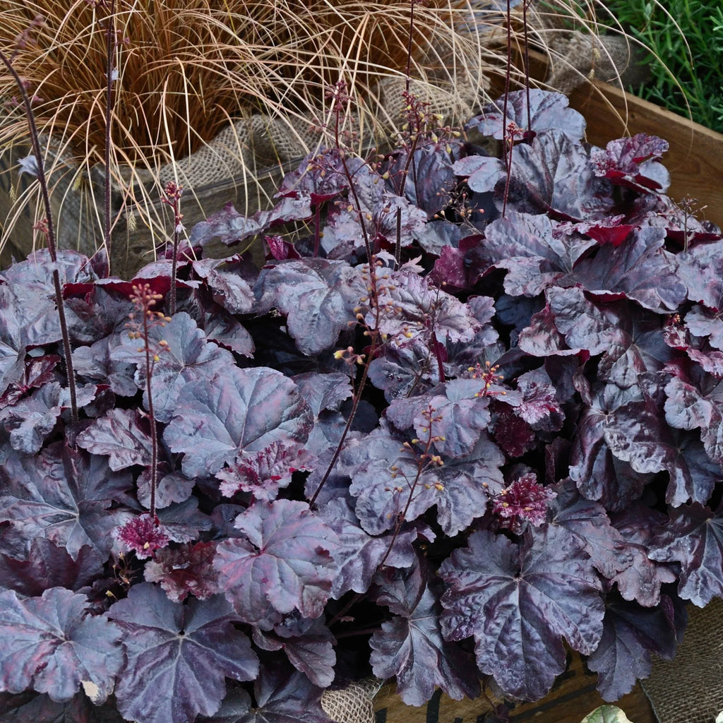 High quality Black Obsidian Flower seeds for Planting Cottage Garden Essential, Heirloom & GMO Free Seeds for Home Garden seeds pack