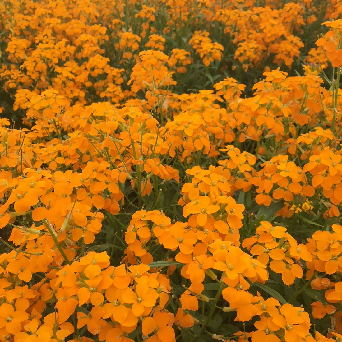 Siberian Flower seeds for Planting Low Maintenance Heirloom & GMO Free Seeds for Home Garden