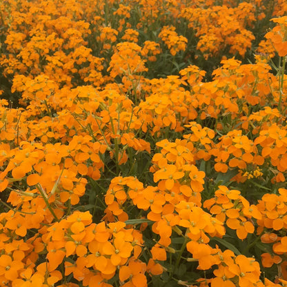 Siberian Flower seeds for Planting Low Maintenance Heirloom & GMO Free Seeds for Home Garden
