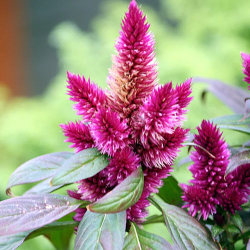 Celosia Spicata Flower seeds for Planting Shade Tolerant, Heirloom & GMO Free Seeds for Home Garden seeds for planting