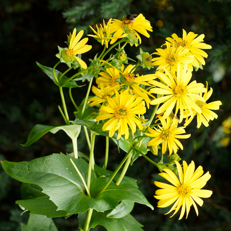 High quality Yellow Silphium Perfoliatum Flower seeds for Planting Shade Tolerant, Heirloom & GMO Free Seeds for Home Garden seeds pack