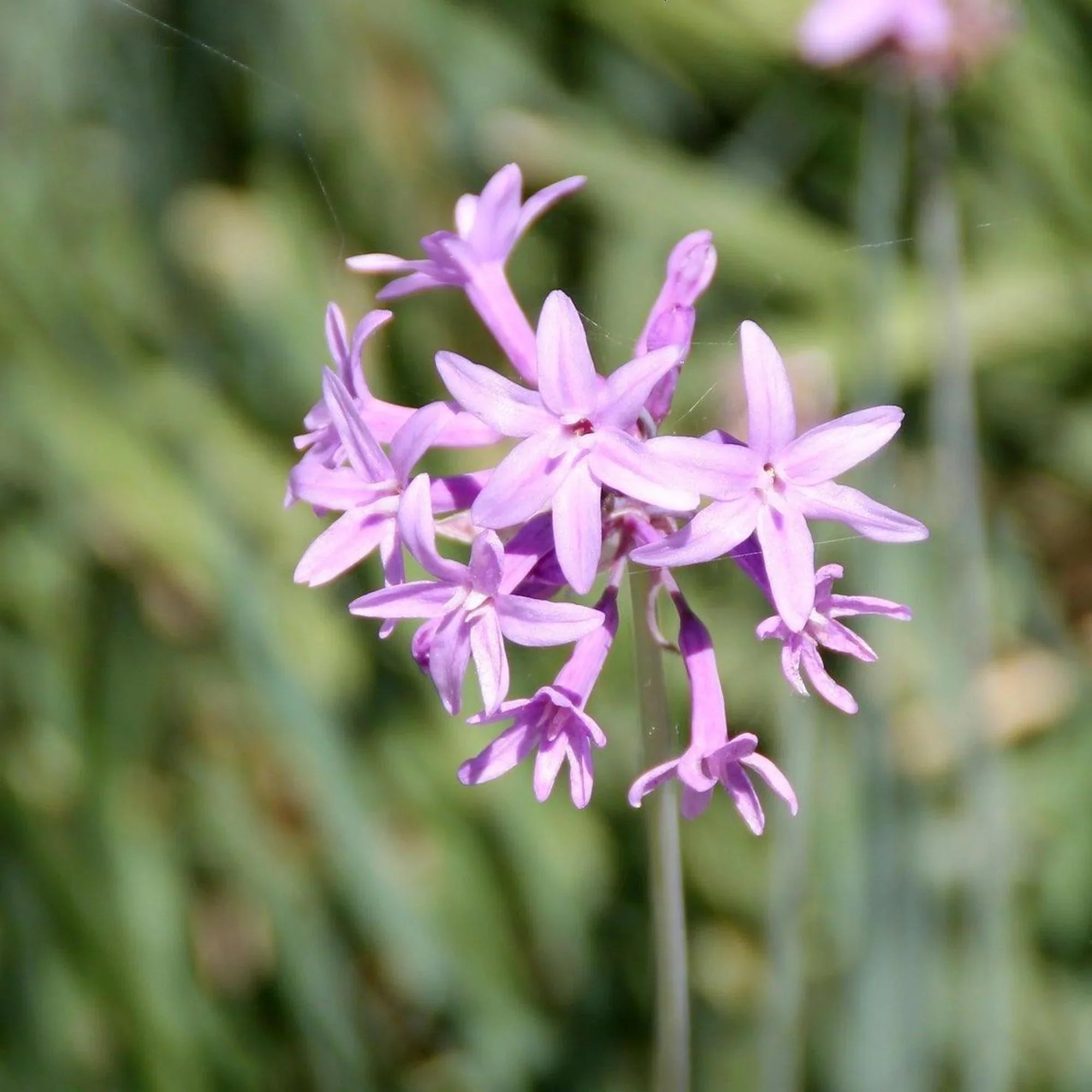 Tulbaghia Violacea Flower seeds for Planting Easy to Grow, Heirloom & GMO Free Seeds for Home Garden vegetable and garden seeds