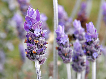Lavender Labiatae Flower seeds for Planting Hardy Variety Heirloom & GMO Free Seeds for Home Garden