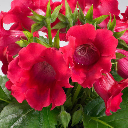 Sinningia Gloxinia Flower seeds for Planting Cut Flower Favorite Heirloom & GMO Free Seeds for Home Garden