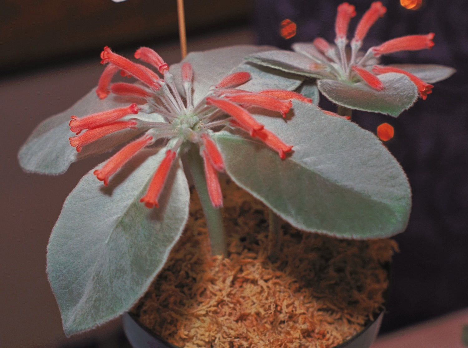 Red Sinningia Leucotricha Flower seeds for Planting Low Maintenance, Heirloom & GMO Free Seeds for Home Garden seeds for planting