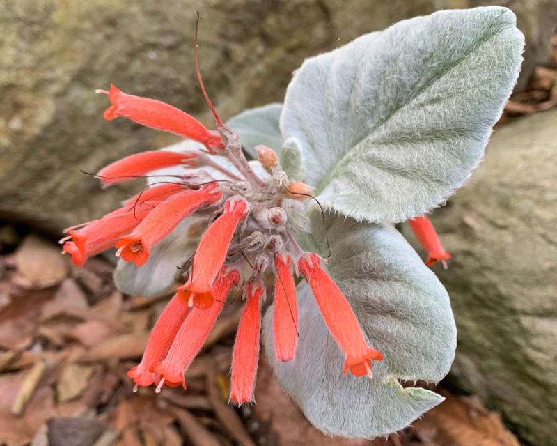 Red Sinningia Leucotricha Flower seeds for Planting Low Maintenance, Heirloom & GMO Free Seeds for Home Garden vegetable and garden seeds