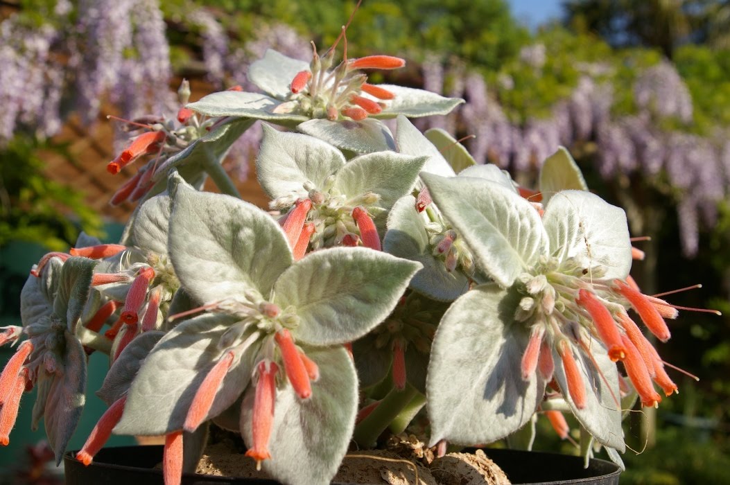 Premium Red Sinningia Leucotricha Flower seeds for Planting Low Maintenance, Heirloom & GMO Free Seeds for Home Garden seeds
