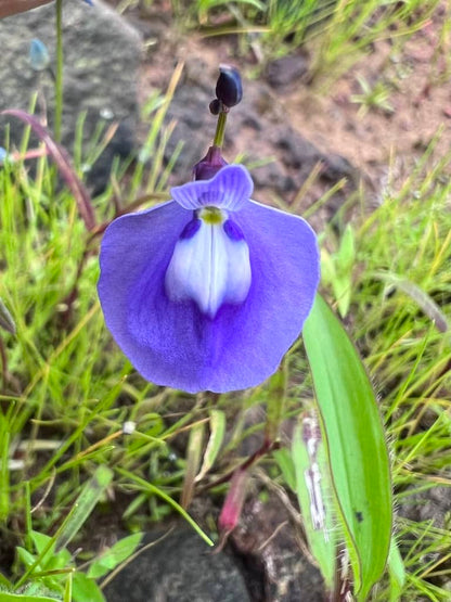 Blue Bladderwort Flower seeds for Planting - Low Maintenance, Heirloom & GMO Free Seeds for Home Garden