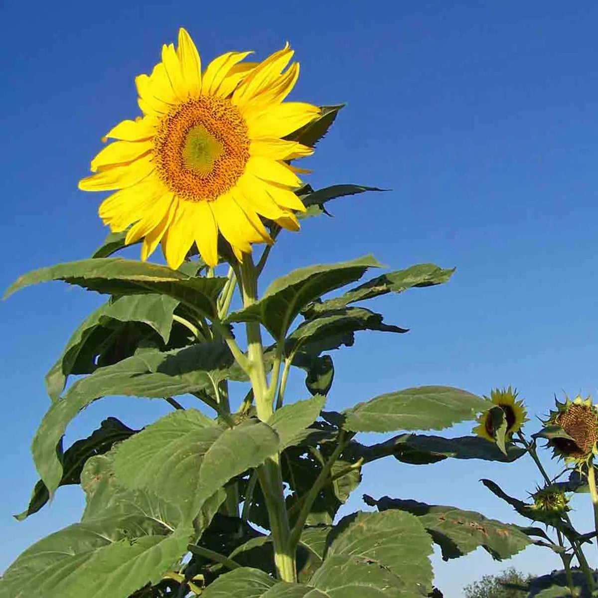 Skyscraper SunFlower seeds for Planting Seasonal Bloomer Heirloom & GMO Free Seeds for Home Garden