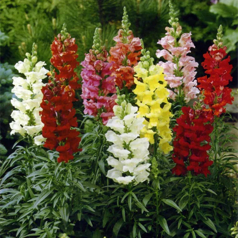 Mixed Snapdragon Flower seeds for Planting Easy to Grow, Heirloom & GMO Free Seeds for Home Garden vegetable and garden seeds