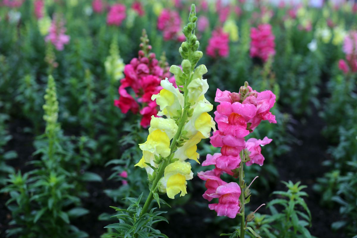 High quality Antirrhinum Flower seeds for Planting Bright Blooms Heirloom & GMO Free Seeds for Home Garden seeds pack