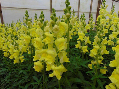 Snapdragon Golden Flower seeds for Planting - Sun Loving, Heirloom & GMO Free Seeds for Home Garden