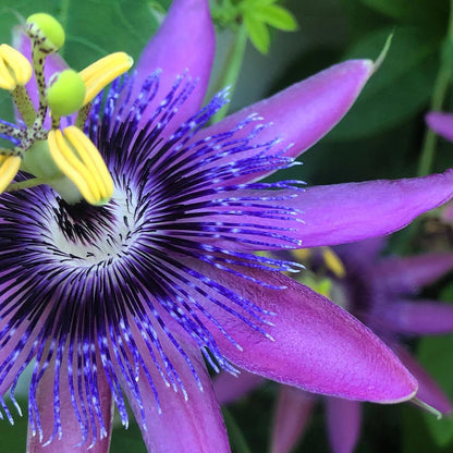 Passiflora Flower seeds for Planting Hardy Variety Heirloom & GMO Free Seeds for Home Garden