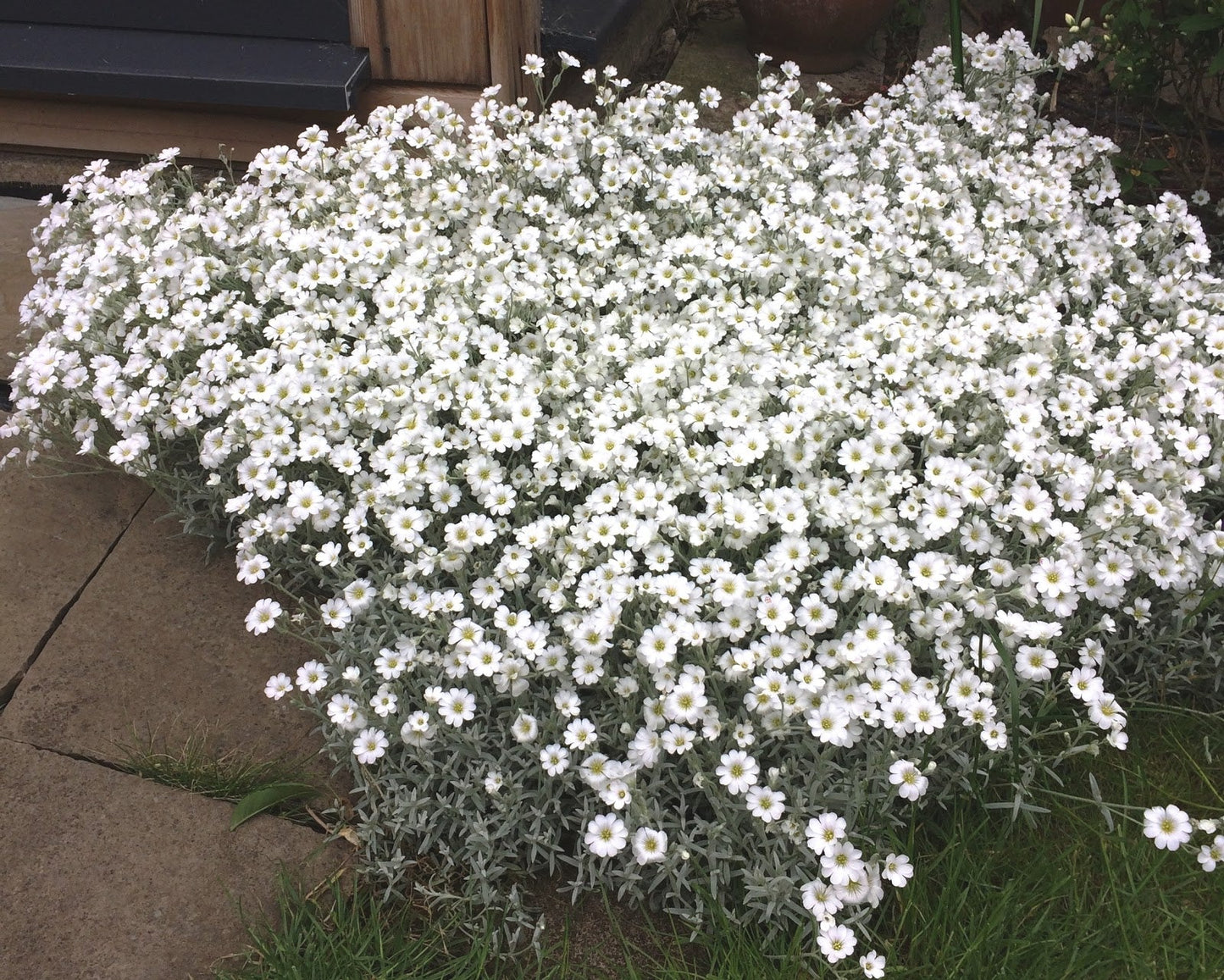 Carpet Flower seeds for Planting Colorful Display Heirloom & GMO Free Seeds for Home Garden