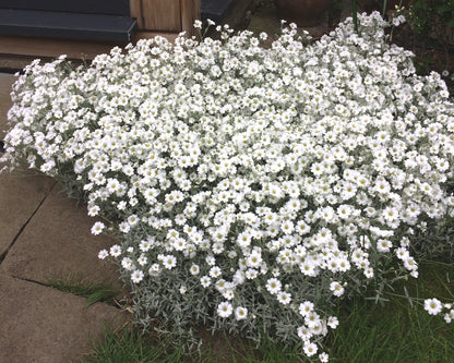 Carpet Flower seeds for Planting Colorful Display Heirloom & GMO Free Seeds for Home Garden