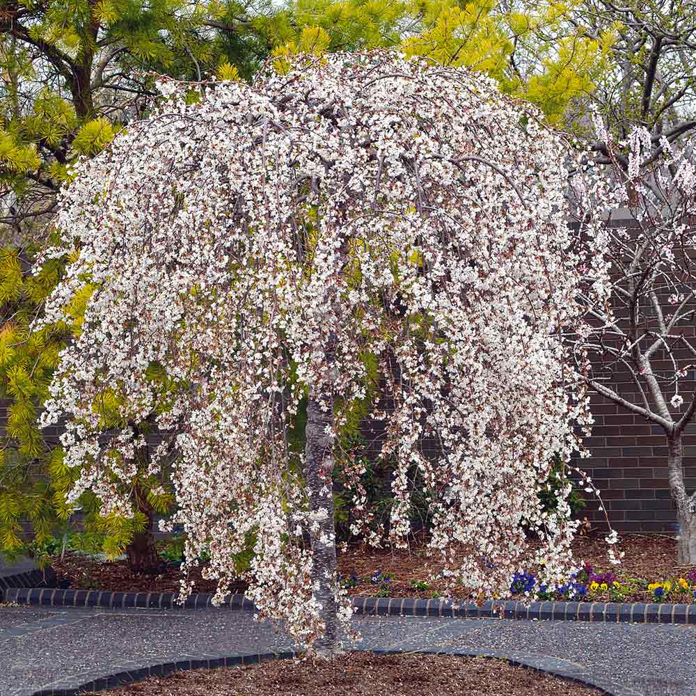 Snow Fountain Weeping Tree Planting Seeds Flower