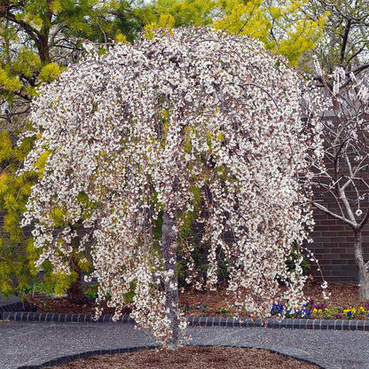 Snow Fountain Weeping Tree Planting Seeds Flower