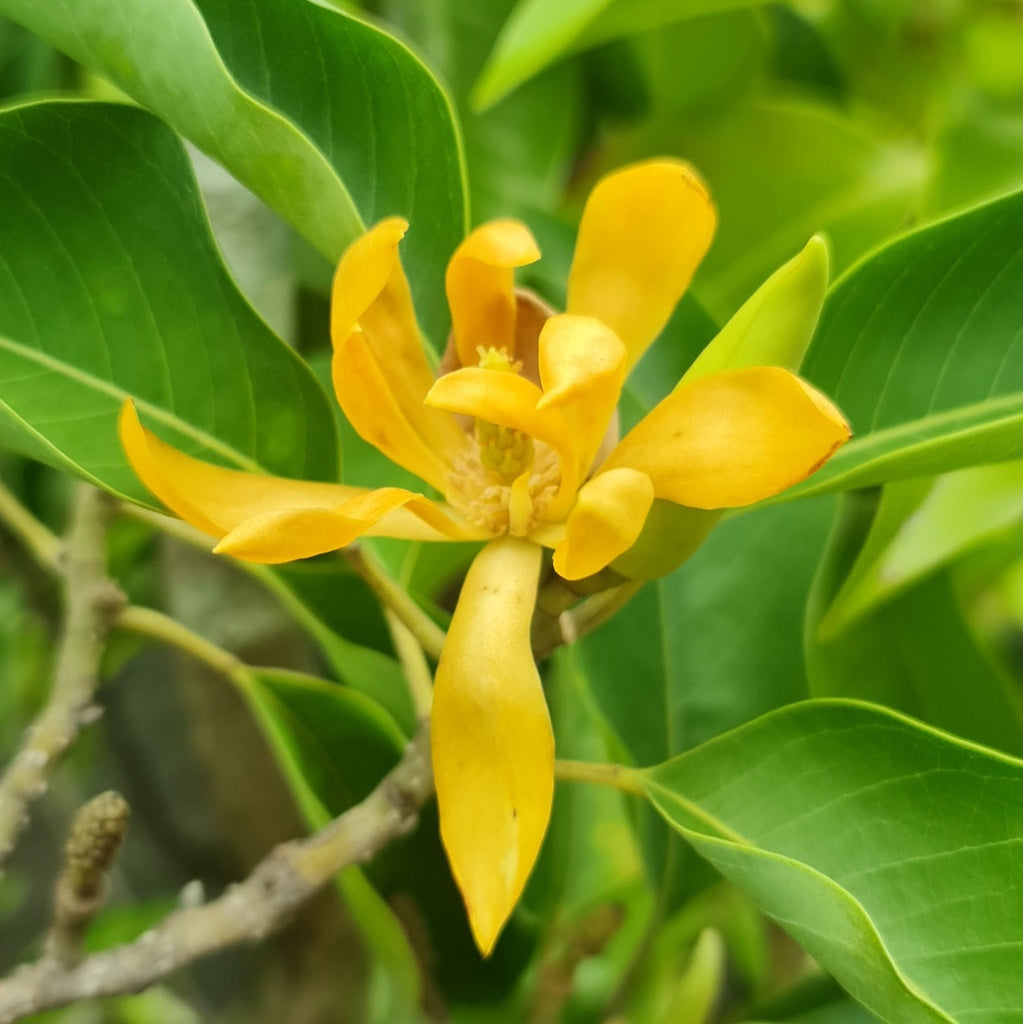High quality Chempaca Flower seeds for Planting Fragrant Blossoms, Heirloom & GMO Free Seeds for Home Garden seeds pack