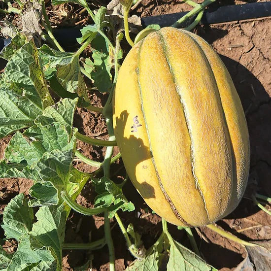 Banana Melon (Cucumis melo) Fruit Seeds