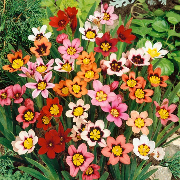 High quality Blue Red Sparaxis Flower seeds for Planting Premium Quality, Heirloom & GMO Free Seeds for Home Garden seeds pack