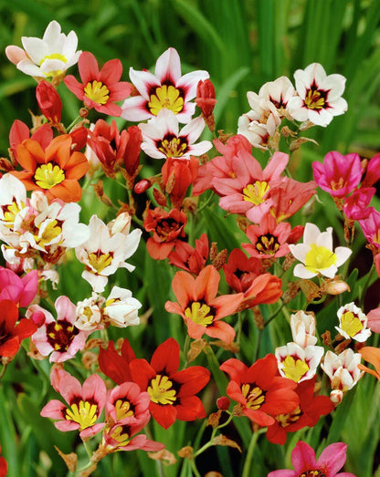 Sparaxis Flower seeds for Planting, Cottage Garden Essential Heirloom & GMO Free Seeds for Home Garden