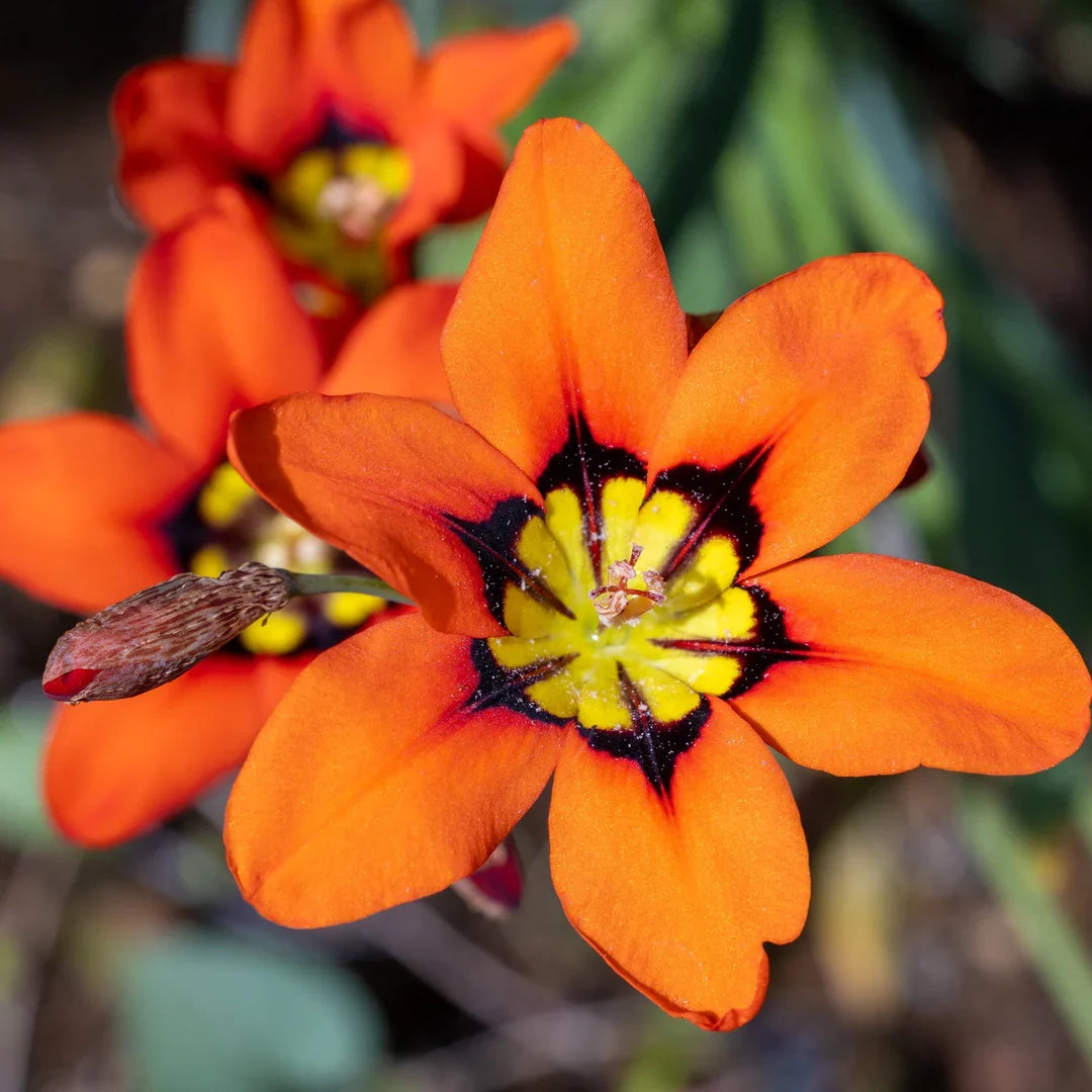 Sparaxis Flower seeds for Planting, Cottage Garden Essential Heirloom & GMO Free Seeds for Home Garden