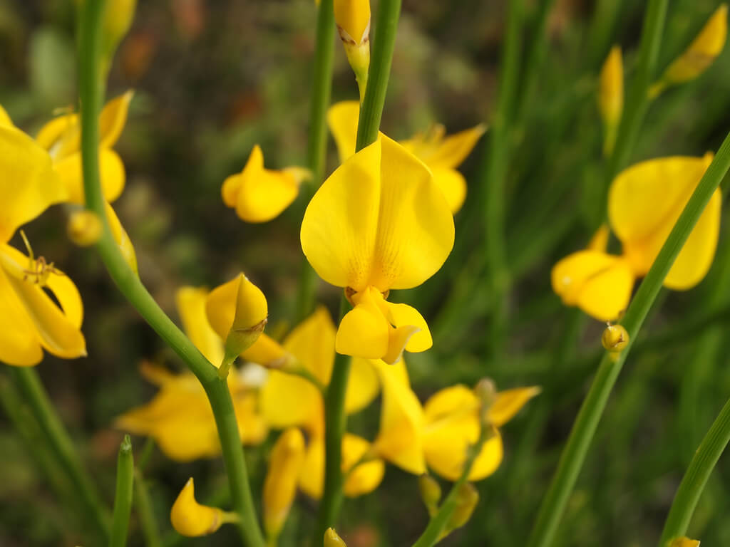 Spartium Flower seeds for Planting Pollinator Friendly Heirloom & GMO Free Seeds for Home Garden
