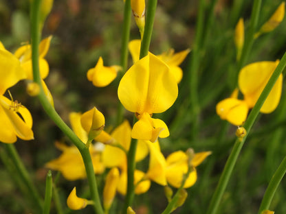 Spartium Flower seeds for Planting Pollinator Friendly Heirloom & GMO Free Seeds for Home Garden