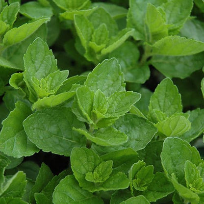 Spearmint Vegetable Seeds for Planting - Fresh Herb Seed for Gardens and Pots