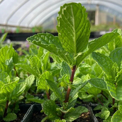 Spearmint Vegetable Seeds for Planting - Fresh Herb Seed for Gardens and Pots