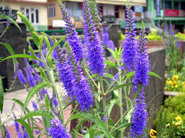 Premium Veronica Flower seeds for Planting Shade Tolerant, Heirloom & GMO Free Seeds for Home Garden seeds