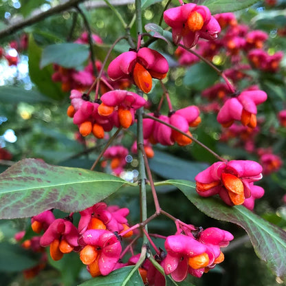 Spindle Flower seeds for Planting Compact Growth Heirloom & GMO Free Seeds for Home Garden