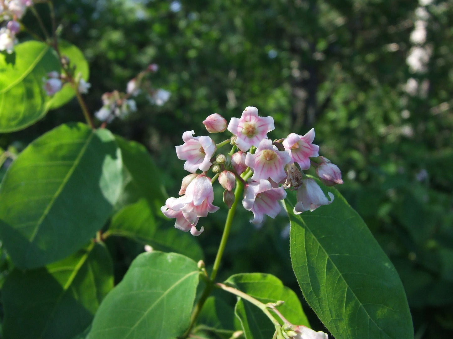 Dogbane Flower seeds for Planting, Pollinator Friendly Heirloom & GMO Free Seeds for Home Garden