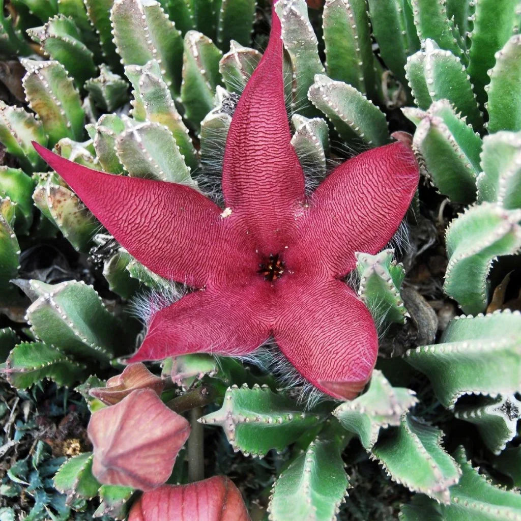 Stapelia Pulchella Succulent Flower seeds for Planting - Hardy Variety, Heirloom & GMO Free Seeds for Home Garden