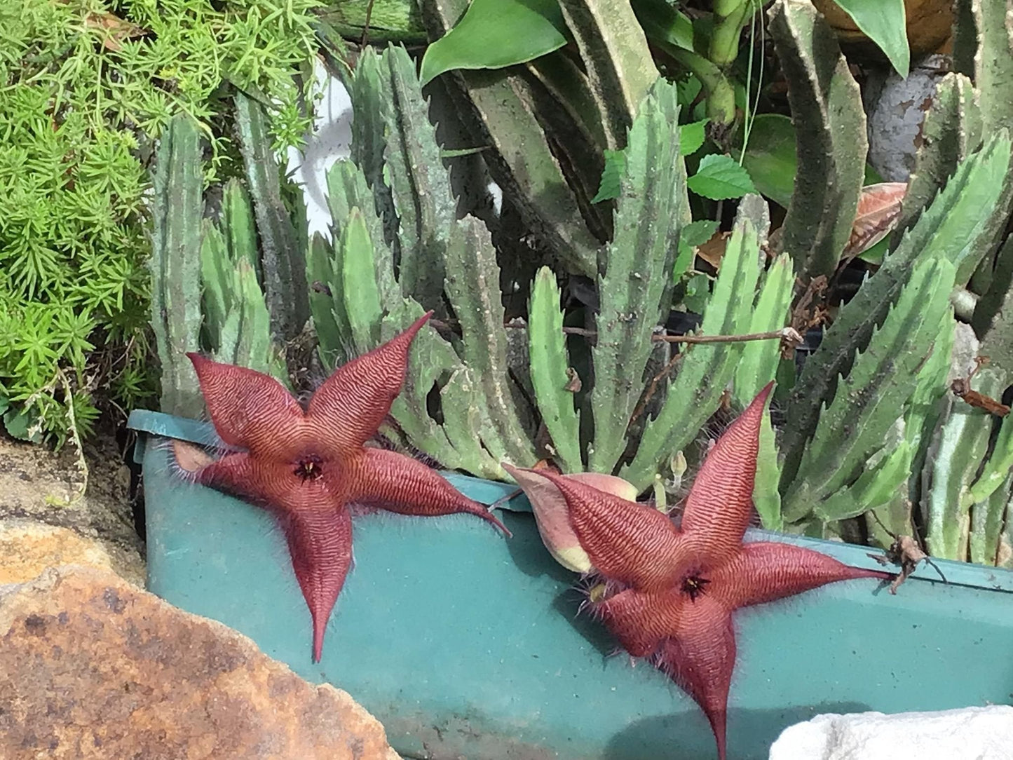Maroon Stapelia Seeds For Planting In Exotic Gardens Plant Seeds