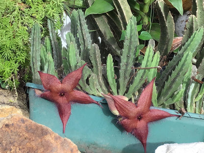 Maroon Stapelia Seeds For Planting In Exotic Gardens Plant Seeds