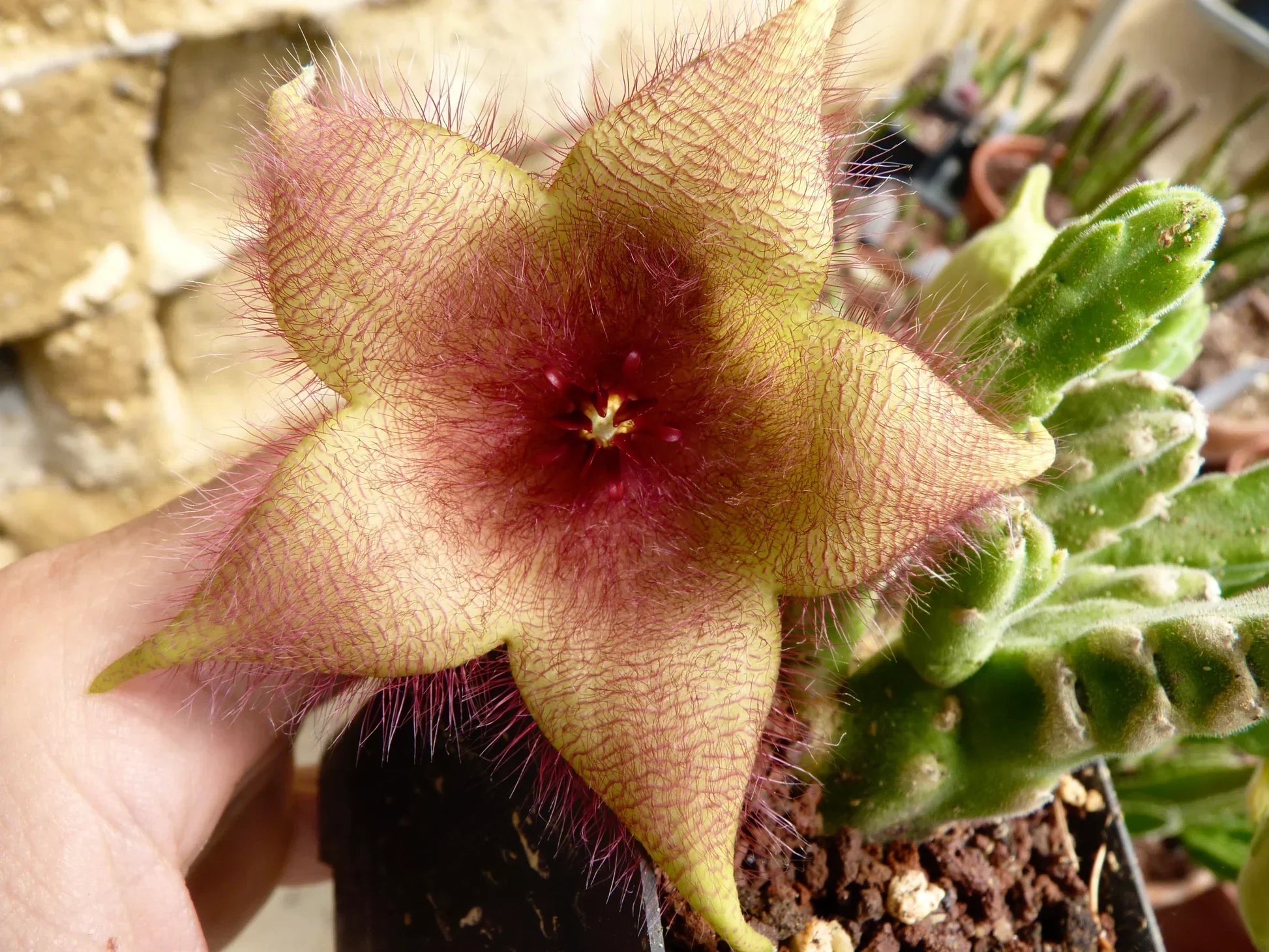Maroon Stapelia Seeds For Planting In Exotic Gardens Plant Seeds