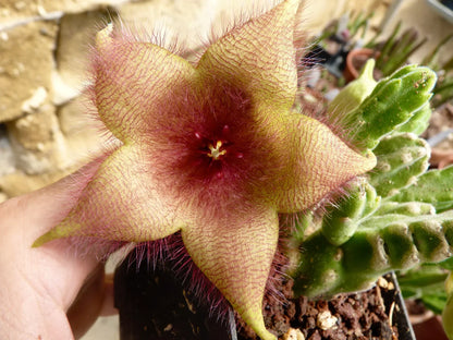 Maroon Stapelia Seeds For Planting In Exotic Gardens Plant Seeds
