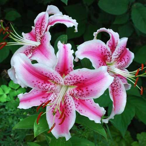 Pink White Nolilis Flower seeds for Planting Cut Flower Favorite, Heirloom & GMO Free Seeds for Home Garden seeds for planting