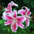 Pink White Nolilis Flower seeds for Planting Cut Flower Favorite, Heirloom & GMO Free Seeds for Home Garden seeds for planting
