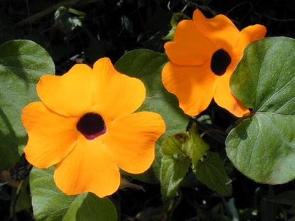 Heirloom Thunbergia Flower seeds for Planting Seasonal Bloomer Heirloom & GMO Free Seeds for Home Garden