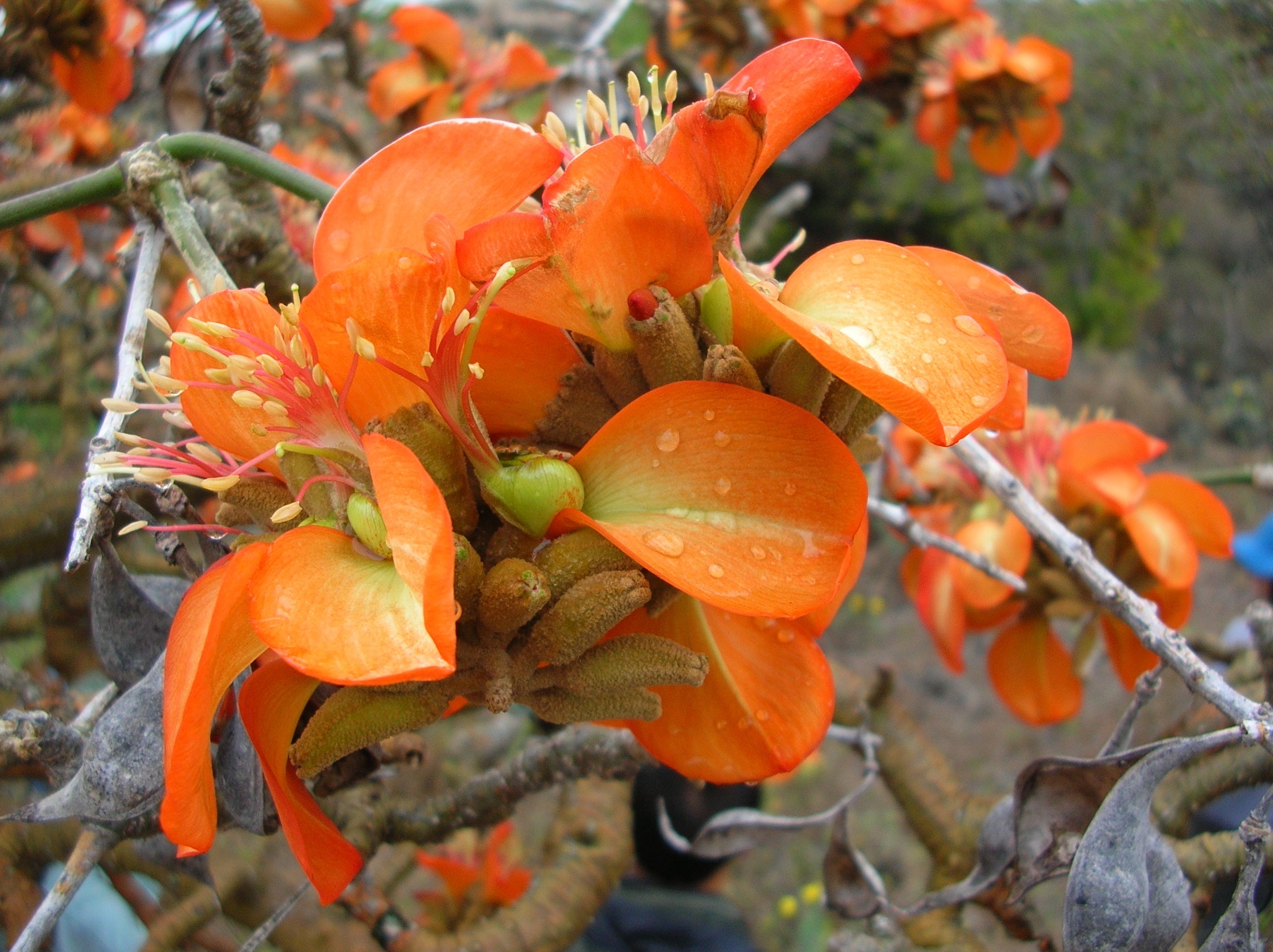 Premium Yellow Erythrina Flower seeds for Planting Sun Loving, Heirloom & GMO Free Seeds for Home Garden seeds